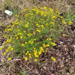 Senecio madagascariensis at Page, ACT - 19 Aug 2022