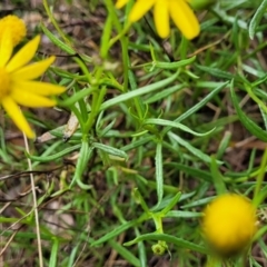 Senecio madagascariensis at Page, ACT - 19 Aug 2022