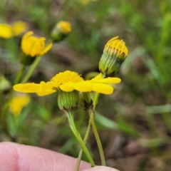 Senecio madagascariensis at Page, ACT - 19 Aug 2022