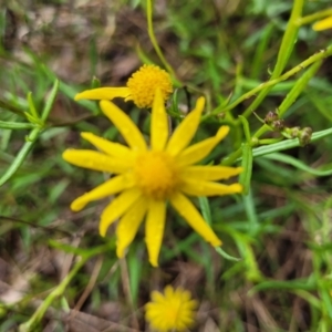 Senecio madagascariensis at Page, ACT - 19 Aug 2022