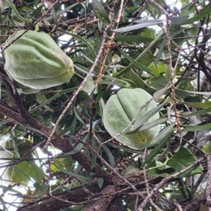 Araujia sericifera at Kaleen, ACT - 19 Aug 2022