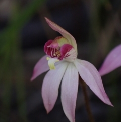 Caladenia alata (Fairy Orchid) at Vincentia, NSW - 17 Aug 2022 by AnneG1