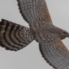 Circus assimilis (Spotted Harrier) at Pialligo, ACT - 19 Aug 2022 by rawshorty