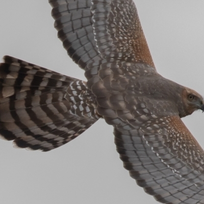 Circus assimilis (Spotted Harrier) at Pialligo, ACT - 19 Aug 2022 by rawshorty