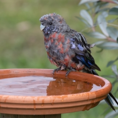 Platycercus elegans (Crimson Rosella) at Symonston, ACT - 16 Aug 2022 by rawshorty