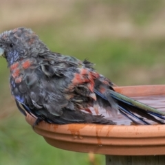 Platycercus elegans at Symonston, ACT - 16 Aug 2022 02:51 PM