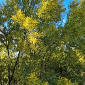 Acacia sp. at Isaacs, ACT - 19 Aug 2022