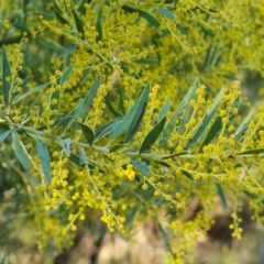 Acacia sp. at Isaacs, ACT - 19 Aug 2022 03:50 PM