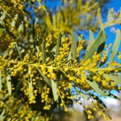 Acacia sp. at Isaacs, ACT - 19 Aug 2022