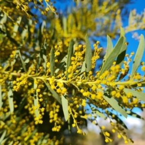 Acacia sp. at Isaacs, ACT - 19 Aug 2022 03:50 PM