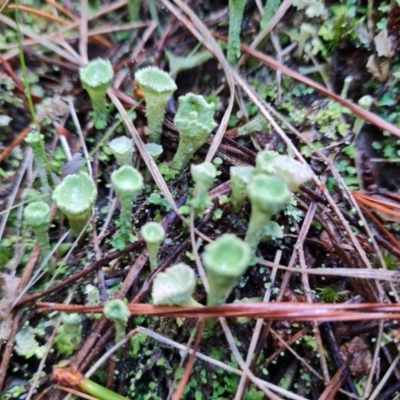 Cladonia sp. (genus) (Cup Lichen) at Isaacs, ACT - 19 Aug 2022 by Mike