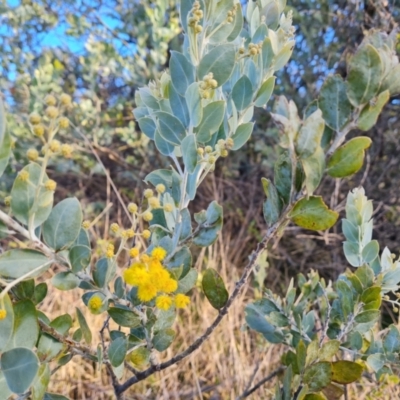 Acacia podalyriifolia (Queensland Silver Wattle) at Isaacs, ACT - 19 Aug 2022 by Mike