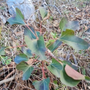 Brachychiton populneus subsp. populneus at Isaacs, ACT - 19 Aug 2022 04:25 PM