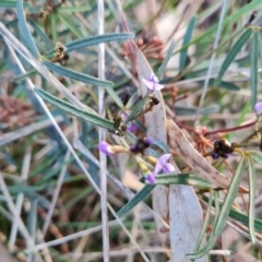 Glycine clandestina (Twining Glycine) at Isaacs, ACT - 19 Aug 2022 by Mike