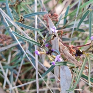 Glycine clandestina at Isaacs, ACT - 19 Aug 2022