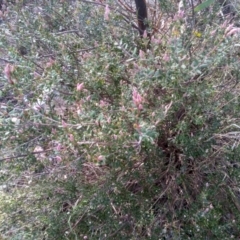 Brachyloma daphnoides at Cooma, NSW - 19 Aug 2022 03:29 PM