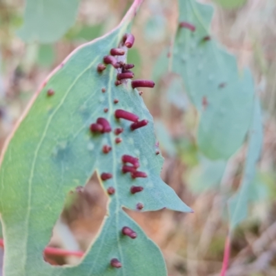 Apiomorpha sp. (genus) (A gall forming scale) at Isaacs Ridge - 19 Aug 2022 by Mike