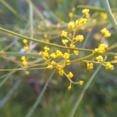 Acacia boormanii (Snowy River Wattle) at Cooma, NSW - 19 Aug 2022 by mahargiani