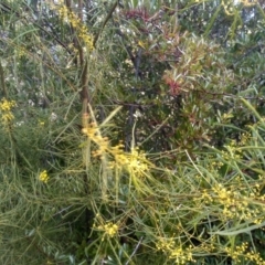 Acacia boormanii at Cooma, NSW - 19 Aug 2022