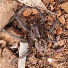 Tasmanicosa sp. (genus) (Unidentified Tasmanicosa wolf spider) at Gundaroo, NSW - 19 Aug 2022 by Gunyijan