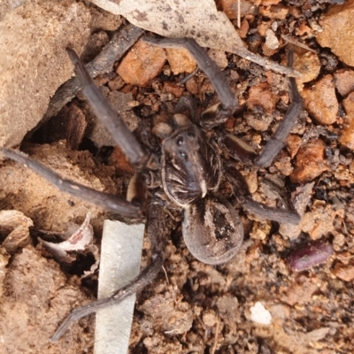 Tasmanicosa sp. (genus) (Unidentified Tasmanicosa wolf spider) at Gundaroo, NSW - 19 Aug 2022 by Gunyijan