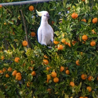 Cacatua galerita (Sulphur-crested Cockatoo) at North Albury, NSW - 19 Aug 2022 by Darcy