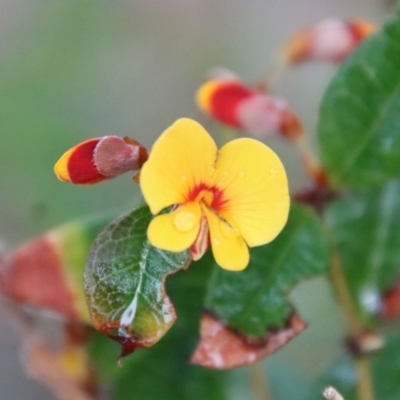 Platylobium formosum (Handsome Flat Pea) at Guerilla Bay, NSW - 19 Aug 2022 by LisaH