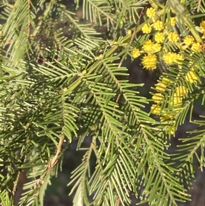 Acacia decurrens (Green Wattle) at Bruce, ACT - 19 Aug 2022 by SteveBorkowskis