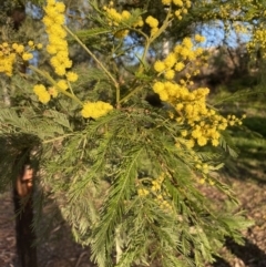 Acacia decurrens at Bruce, ACT - 19 Aug 2022