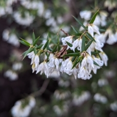 Leucopogon setiger (A Beard Heath) at Yerrinbool, NSW - 17 Aug 2022 by martyvis