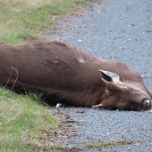 Cervus unicolor at Jerrabomberra, ACT - suppressed