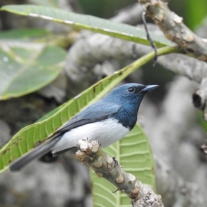 Myiagra rubecula at Oak Beach, QLD - suppressed
