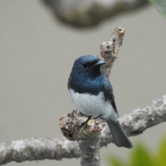 Myiagra rubecula at Oak Beach, QLD - suppressed