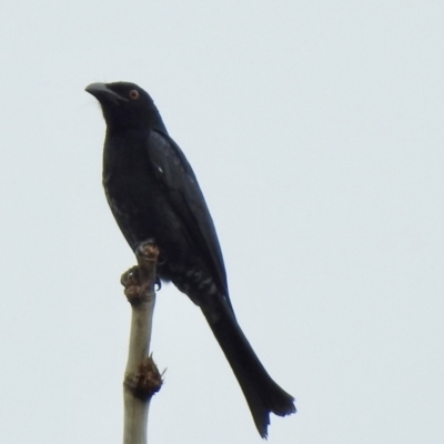 Dicrurus bracteatus (Spangled Drongo) at Oak Beach, QLD - 31 Jul 2022 by GlossyGal