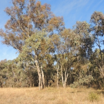 Eucalyptus blakelyi (Blakely's Red Gum) at O'Malley, ACT - 16 Jul 2022 by michaelb