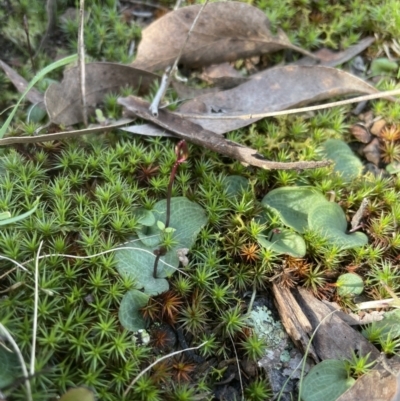 Cyrtostylis reniformis (Common Gnat Orchid) at  - suppressed by lbradley