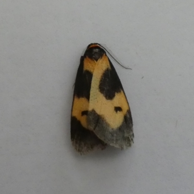 Castulo plagiata (Yellow-banded Footman) at Jindabyne, NSW - 12 Mar 2022 by Amata