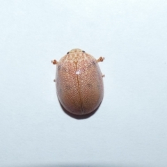 Paropsis atomaria (Eucalyptus leaf beetle) at Jindabyne, NSW - 12 Mar 2022 by Birdy