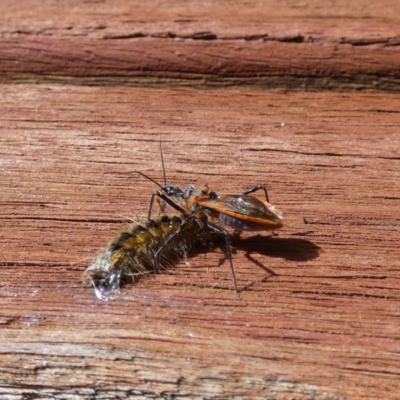 Gminatus australis (Orange assassin bug) at Jindabyne, NSW - 12 Mar 2022 by Amata