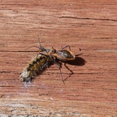 Gminatus australis at Jindabyne, NSW - 12 Mar 2022