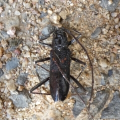 Phoracantha obscura (Longhorn Beetle) at Jindabyne, NSW - 12 Mar 2022 by Amata