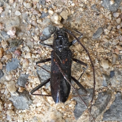 Phoracantha obscura (Longhorn Beetle) at Jindabyne, NSW - 12 Mar 2022 by Amata