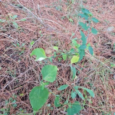 Leycesteria formosa (Himalayan Honeysuckle) at Isaacs, ACT - 20 Aug 2022 by Mike