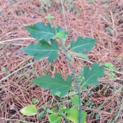 Leycesteria formosa at Isaacs, ACT - 20 Aug 2022