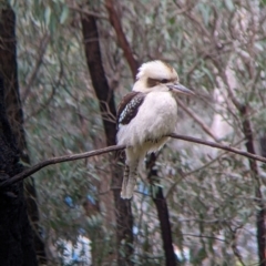 Dacelo novaeguineae (Laughing Kookaburra) at Thurgoona, NSW - 20 Aug 2022 by Darcy