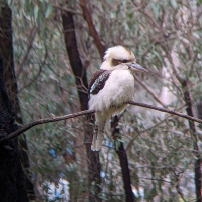 Dacelo novaeguineae (Laughing Kookaburra) at Thurgoona, NSW - 20 Aug 2022 by Darcy