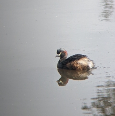 Tachybaptus novaehollandiae (Australasian Grebe) at Thurgoona, NSW - 20 Aug 2022 by Darcy