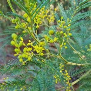 Acacia decurrens at Jerrabomberra, ACT - 20 Aug 2022