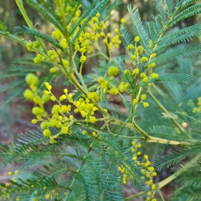 Acacia decurrens (Green Wattle) at Jerrabomberra, ACT - 20 Aug 2022 by Mike