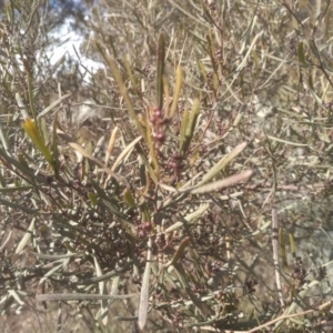 Dodonaea viscosa subsp. angustifolia at Cooma, NSW - 20 Aug 2022 10:57 AM